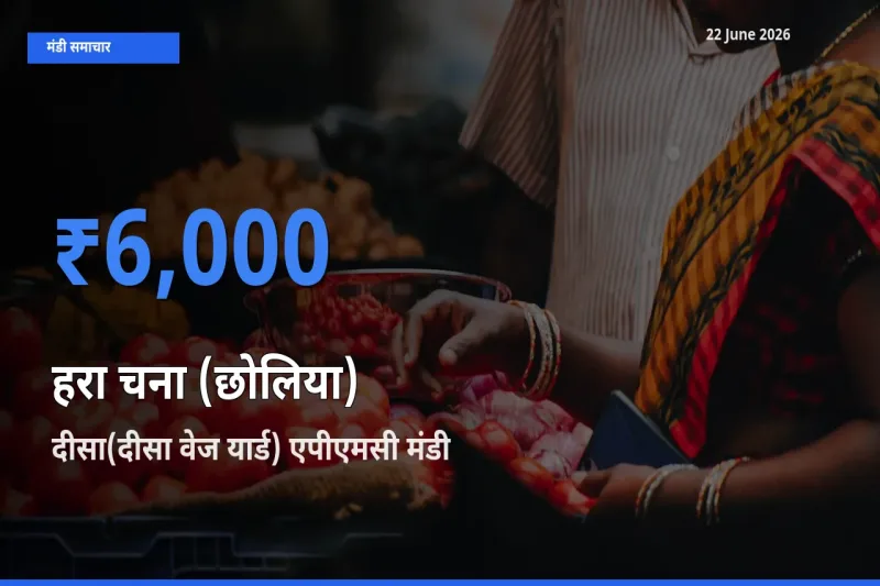 दीसा(दीसा वेज यार्ड) एपीएमसी में हरा चना (छोलिया) का आज सबसे ऊँचा भाव