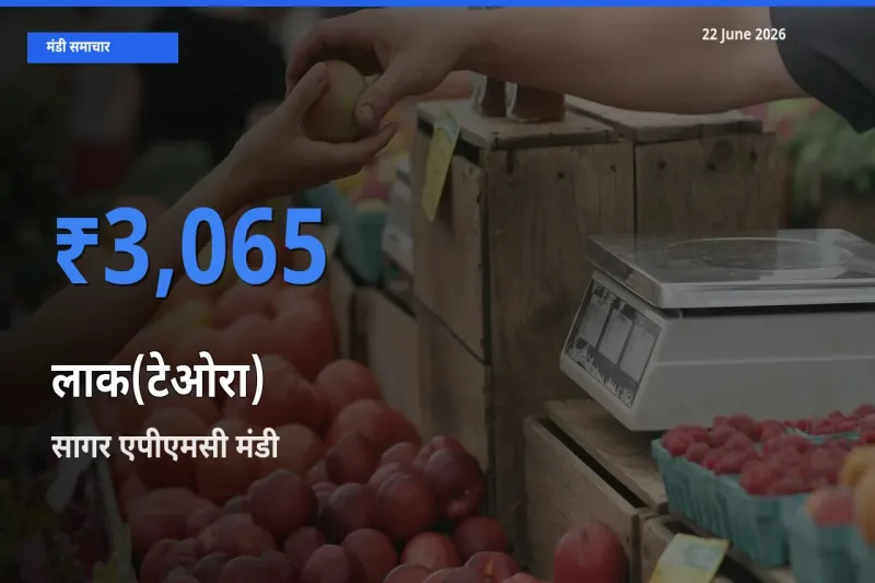 आज लाक(टेओरा) के सबसे ज़्यादा दाम सागर एपीएमसी मंडी में दर्ज