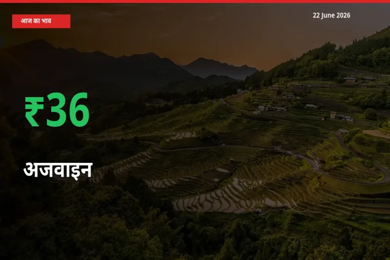 अजवाइन 35.63% उछला, मंडी