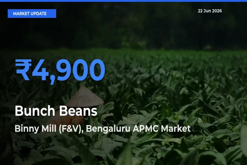 Binny Mill (F&V), Bengaluru APMC Emerges as Top Mandi for Bunch Beans Prices Today