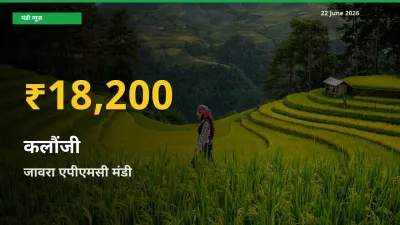 कलौंजी के दामों ने बनाया नया रिकॉर्ड, जावरा एपीएमसी में तेज़ी