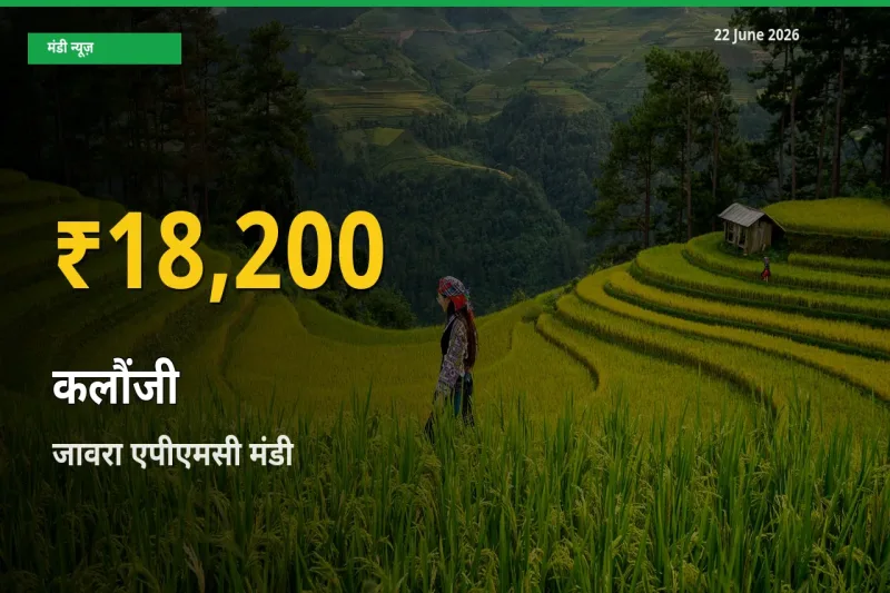 कलौंजी के दामों ने बनाया नया रिकॉर्ड, जावरा एपीएमसी में तेज़ी