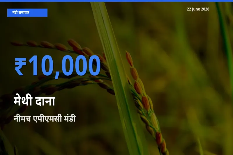 आज मेथी दाना के सबसे ऊँचे दाम ₹10,000 नीमच एपीएमसी मंडी में