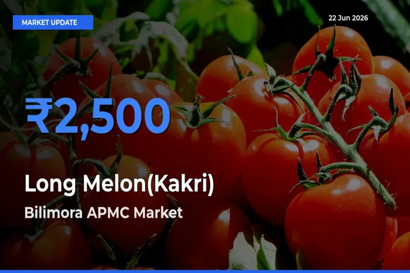 Farmers Prefer Bilimora APMC as Long Melon(Kakri) Hits Highest Rate