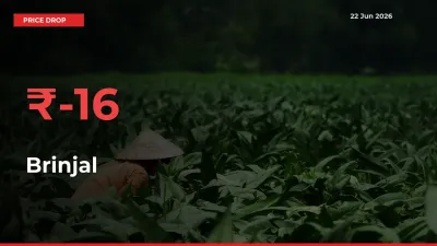 Brinjal Falls 15.66% at Mandis