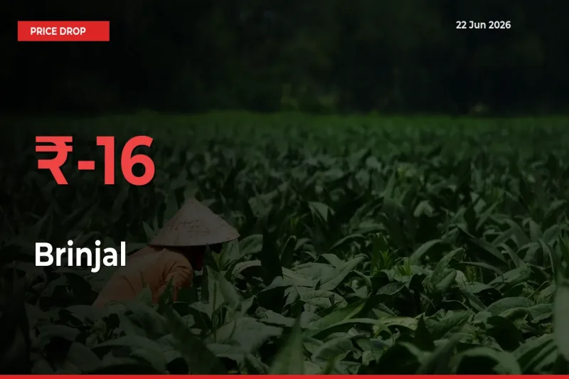 Brinjal Falls 15.66% at Mandis