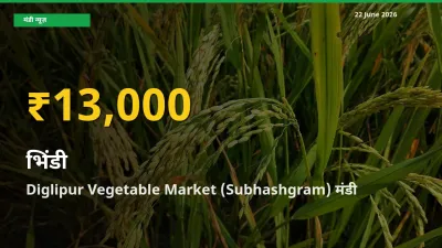 भिंडी के भावों में जबरदस्त उछाल, Diglipur Vegetable Market (Subhashgram) में नया उच्च स्तर