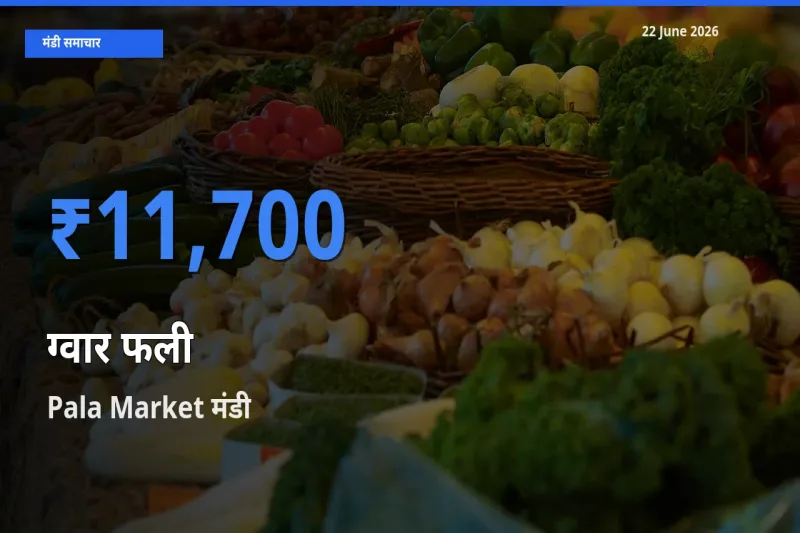 आज का मंडी भाव: ग्वार फली के सबसे ज़्यादा दाम Pala Market में