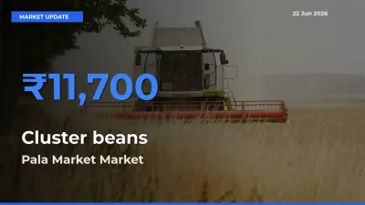 Pala Market Records Highest ₹11,700 Rate for Cluster beans