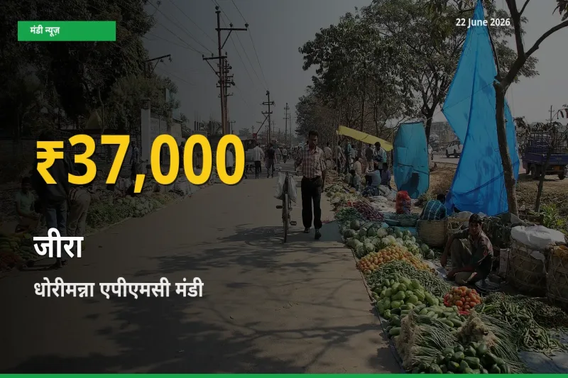 किसानों के लिए खुशखबरी! धोरीमन्ना एपीएमसी में जीरा के दाम रिकॉर्ड स्तर पर