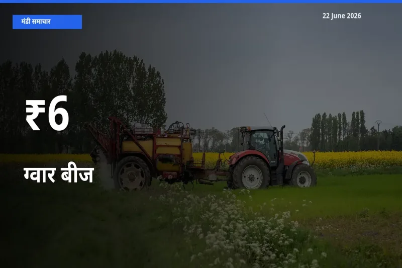 22 June अपडेट: ग्वार बीज के दाम कई मंडियों में एक जैसा रुझान