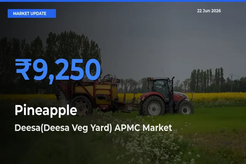 Deesa(Deesa Veg Yard) APMC Records Highest ₹9,250 Rate for Pineapple