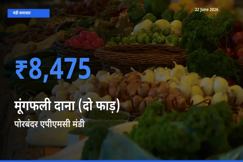 आज का मंडी भाव: मूंगफली दाना (दो फाड़) के सबसे ज़्यादा दाम पोरबंदर एपीएमसी में