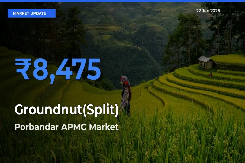 Porbandar APMC Offers ₹8,475 – Highest Groundnut(Split) Rate Today