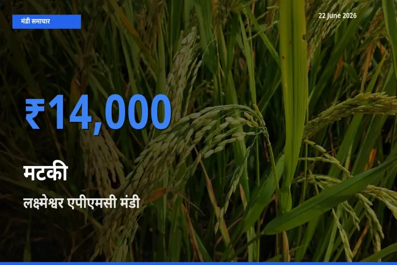 आज मटकी के सबसे ज़्यादा दाम लक्ष्मेश्वर एपीएमसी मंडी में दर्ज