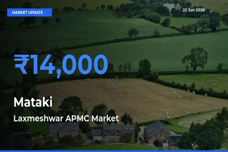 Top Performer! Laxmeshwar APMC Offers Best Mataki Price Today