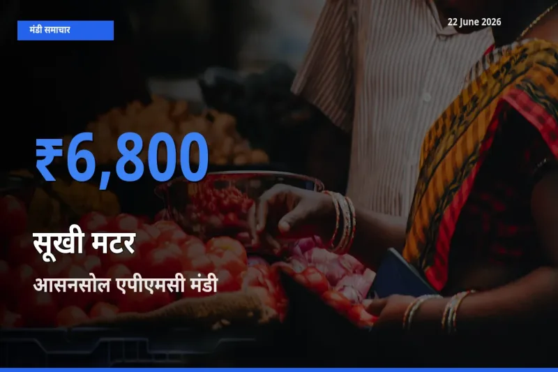 बाज़ार संकेत: आसनसोल एपीएमसी बना सूखी मटर के लिए आज की टॉप मंडी