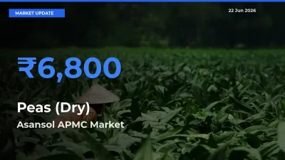 Asansol APMC Tops Peas (Dry) Mandi Rates Today