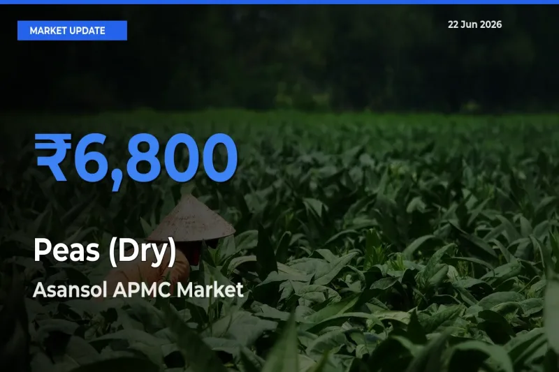 Asansol APMC Tops Peas (Dry) Mandi Rates Today