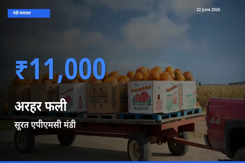 टॉप मंडी बना सूरत एपीएमसी! अरहर फली के सबसे ऊँचे दाम यहीं दर्ज