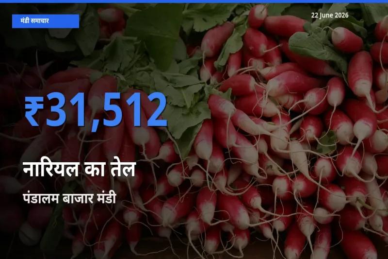 पंडालम बाजार में नारियल का तेल का आज सबसे ऊँचा भाव