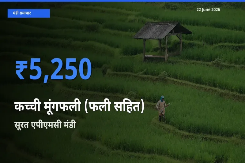सूरत एपीएमसी मंडी में कच्ची मूंगफली (फली सहित) ₹5,250 पर पहुँचा – आज का सर्वोच्च भाव