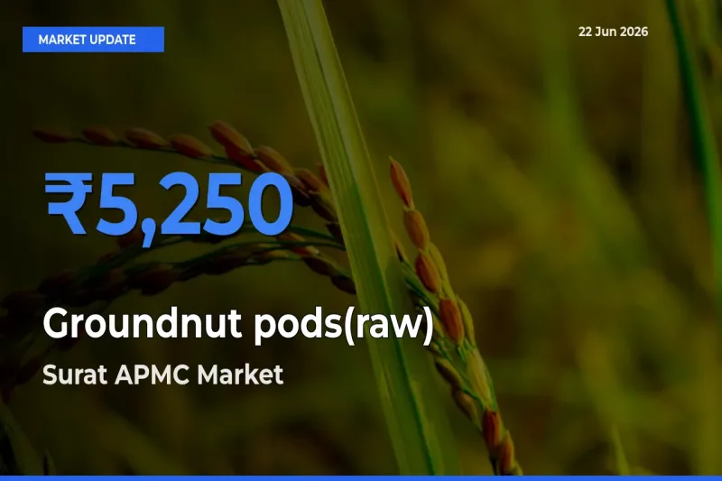 Farmers Prefer Surat APMC as Groundnut pods(raw) Hits Highest Rate