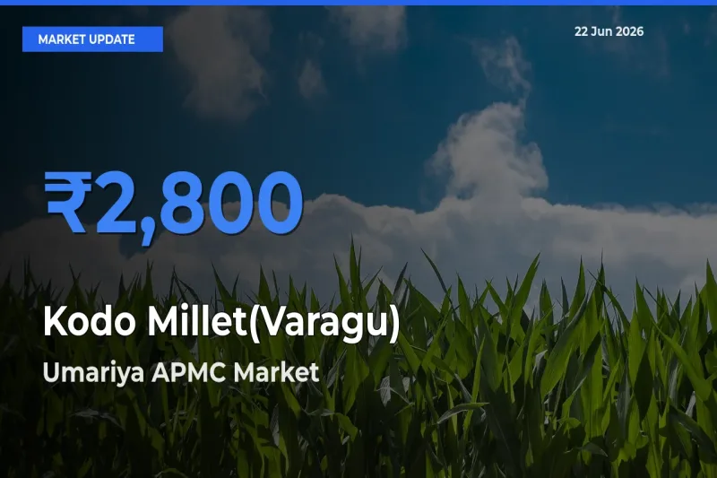 Umariya APMC Tops Kodo Millet(Varagu) Mandi Rates Today