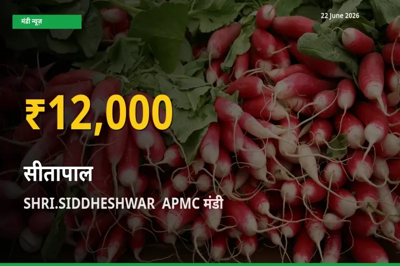 सीतापाल के भावों में जबरदस्त उछाल, SHRI.SIDDHESHWAR  APMC में नया उच्च स्तर