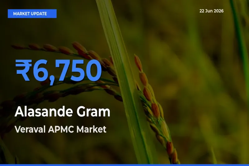 Veraval APMC Tops Alasande Gram Mandi Rates Today