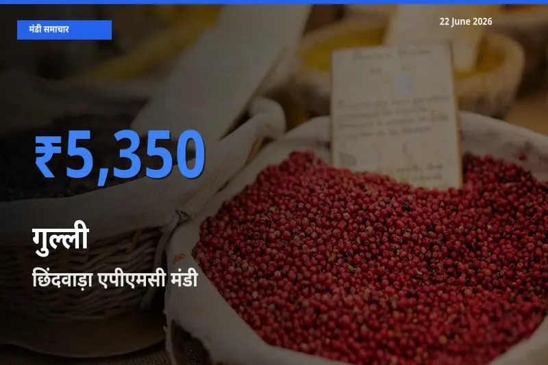 आज गुल्ली के सबसे ऊँचे दाम ₹5,350 छिंदवाड़ा एपीएमसी मंडी में