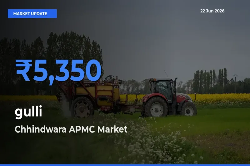 Chhindwara APMC Tops gulli Rates – June 22 Market Update
