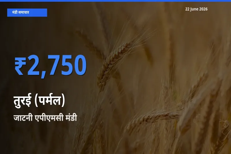 बाज़ार संकेत: जाटनी एपीएमसी बना तुरई (पर्मल) के लिए आज की टॉप मंडी