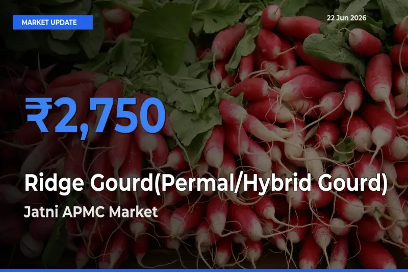 Farmers Prefer Jatni APMC as Ridge Gourd(Permal/Hybrid Gourd) Hits Highest Rate