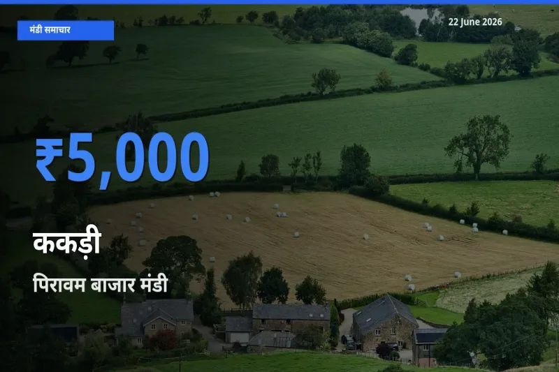 आज ककड़ी के सबसे ऊँचे दाम ₹5,000 पिरावम बाजार मंडी में
