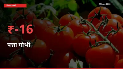 पत्ता गोभी 16.28% गिरा, मंडी