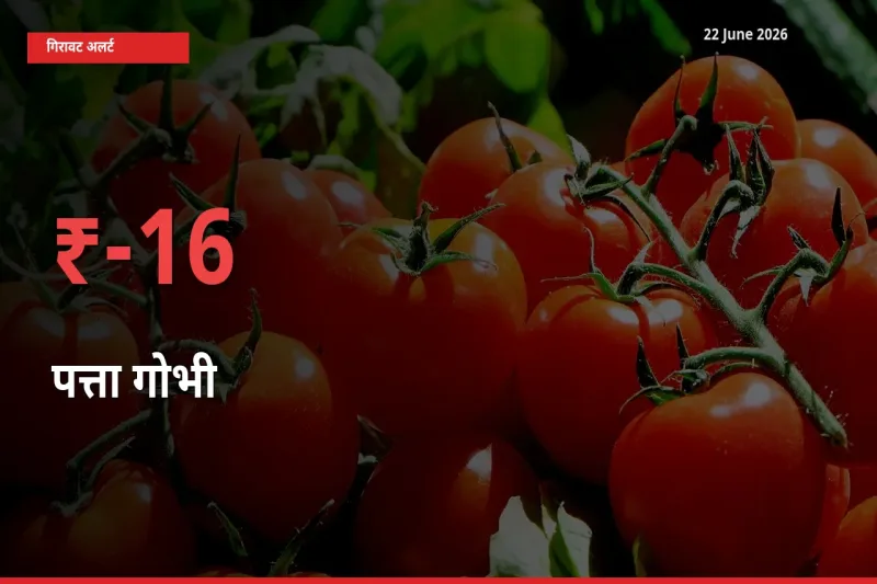 पत्ता गोभी 16.28% गिरा, मंडी