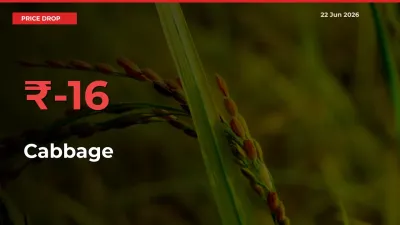 Sharp Fall! Cabbage Prices Plunge 16.28% in a Day at Key Mandis