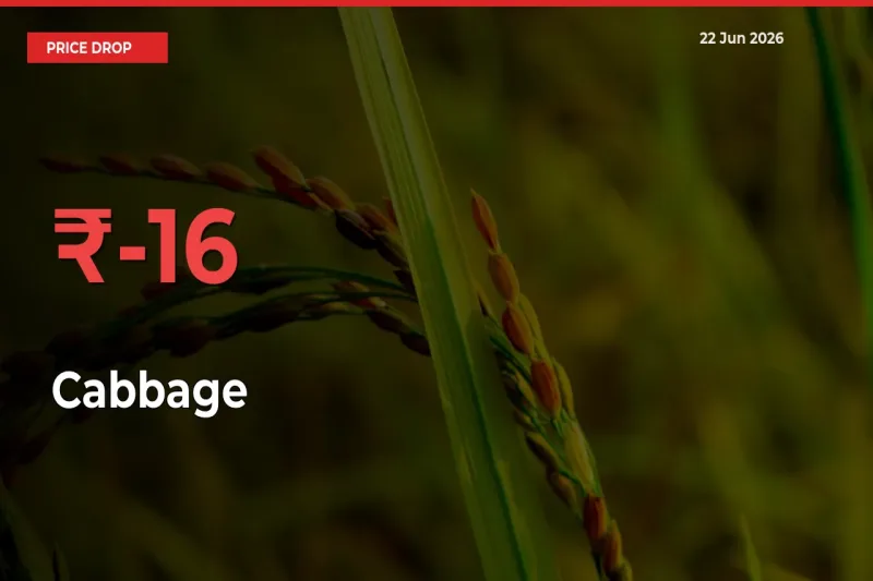 Sharp Fall! Cabbage Prices Plunge 16.28% in a Day at Key Mandis