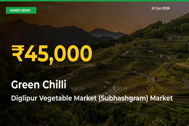 Green Chilli Price Rally Continues – Diglipur Vegetable Market (Subhashgram) Hits Fresh High Today