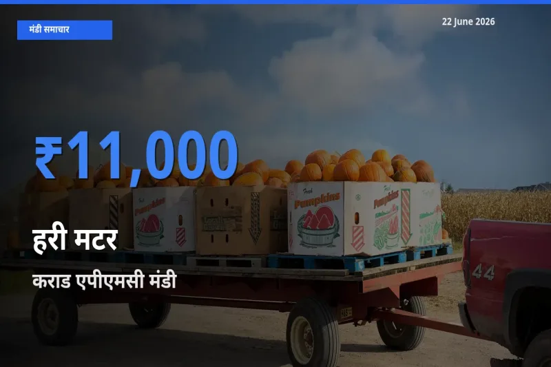 आज हरी मटर के सबसे ऊँचे दाम ₹11,000 कराड एपीएमसी मंडी में