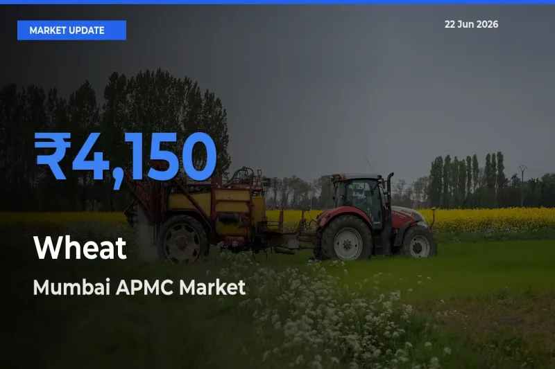 Mumbai APMC Emerges as Top Mandi for Wheat Prices Today