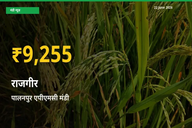 पालनपुर एपीएमसी में राजगीर ₹9,255 पर पहुँचा – अब तक का उच्चतम भाव