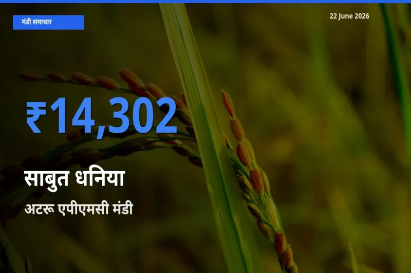 अटरू एपीएमसी मंडी में आज साबुत धनिया के सबसे ऊँचे दाम दर्ज