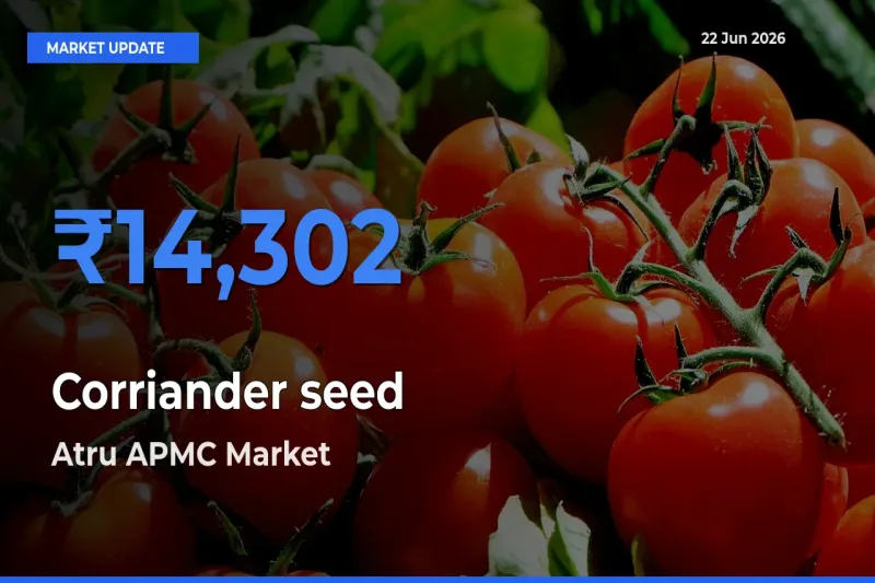 Atru APMC Records Highest ₹14,302 Rate for Corriander seed