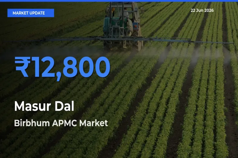 Birbhum APMC Tops Masur Dal Rates – June 22 Market Update