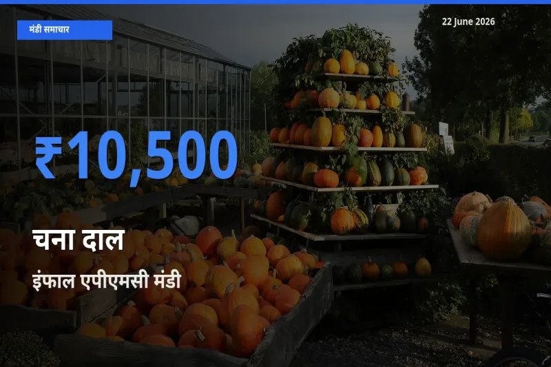 आज चना दाल के सबसे ज़्यादा दाम इंफाल एपीएमसी मंडी में दर्ज