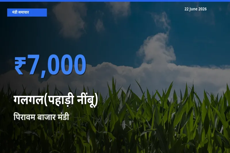 आज गलगल(पहाड़ी नींबू) के सबसे ज़्यादा दाम पिरावम बाजार मंडी में दर्ज