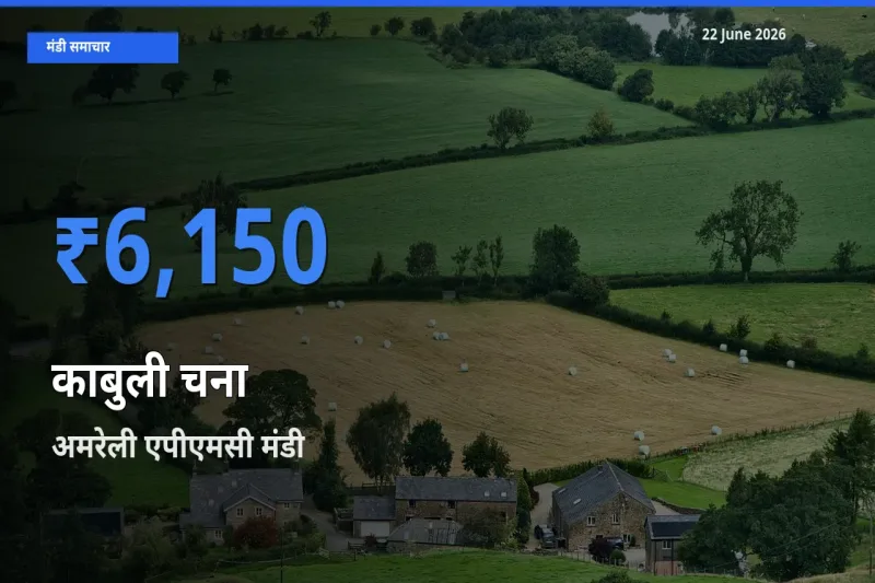 अमरेली एपीएमसी मंडी में काबुली चना ₹6,150 पर पहुँचा – आज का सर्वोच्च भाव