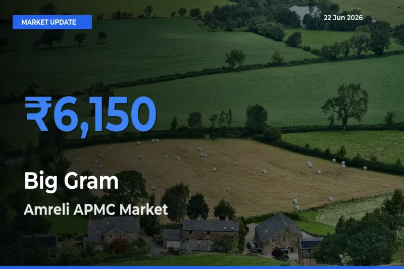 Amreli APMC Offers ₹6,150 – Highest Big Gram Rate Today
